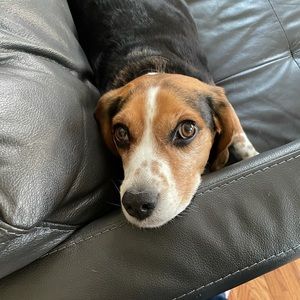 Meet your Posher, Josh